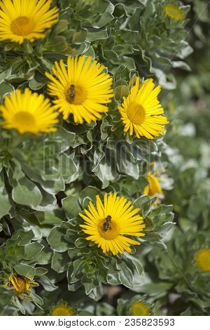 Flora Of Fuerteventura - Asteriscus Sericeus, Canary Island Daisy, Silky Asteriscus