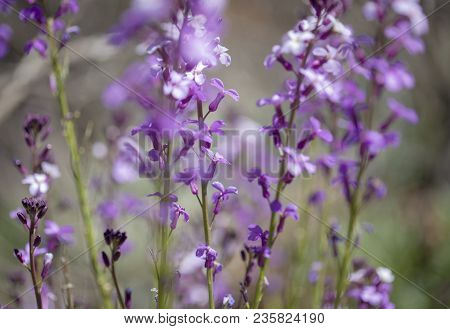 Flora Of Gran Canaria - Natural Macro Background Of  Erysimum Albescens, Endemic To The Island