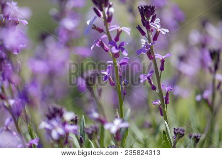 Flora Of Gran Canaria - Natural Macro Background Of  Erysimum Albescens, Endemic To The Island