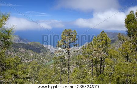 Gran Canaria, March, Tamadaba Nature Reserve, Pine Forest