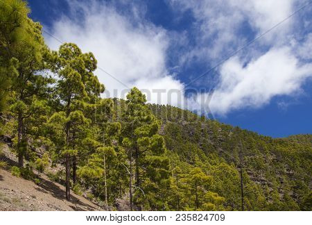 Gran Canaria, March, Tamadaba Nature Reserve, Pine Forest