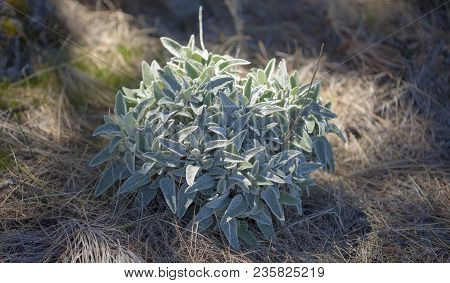 Flora Of Gran Canaria - Medicinal Plant Sideritis Dasygnaphala Endemic To Gran Canaria