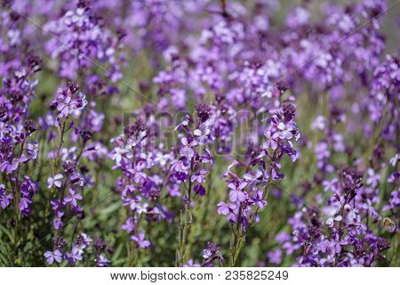 Flora Of Gran Canaria - Natural Macro Background Of  Erysimum Albescens, Endemic To The Island