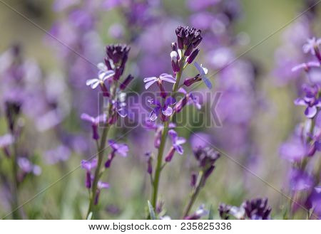 Flora Of Gran Canaria - Natural Macro Background Of  Erysimum Albescens, Endemic To The Island