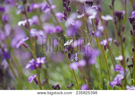 Flora Of Gran Canaria - Natural Macro Background Of  Erysimum Albescens, Endemic To The Island