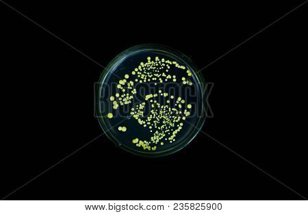 Colonies Of Bacteria On A Petri Dish. Human Hygiene. The Bacilli Had Already Grown In A Petri Dish.