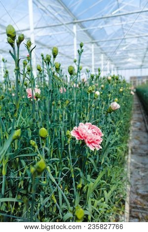 Сultivation Of Dianthus Caryophyllus, The carnation Flowering Plants In Greenhouse
