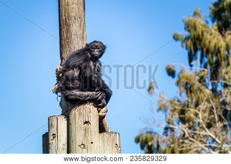 Jerusalem, Israel - January 23: Black Spider Monkey Sitting On Top Of The Pillar In Biblical Zoo In 