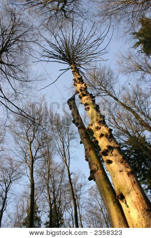 Albero morto