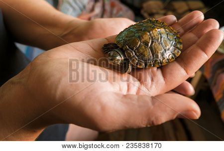 Baby Turtle In A Hand. Small Turtles, Pet In The Hands Of Girls