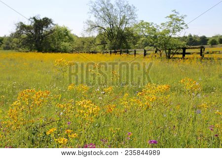 Lovely Spring Has Sprung In Brenham, Tx