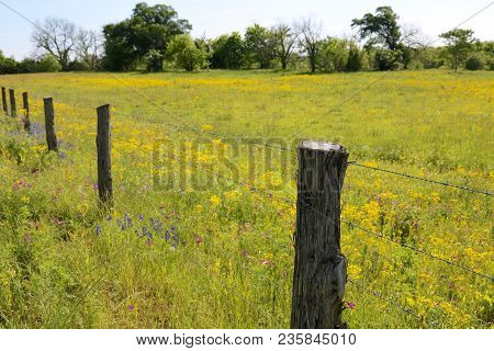 Lovely Spring Has Sprung In Brenham, Tx