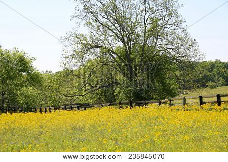 Lovely Spring Has Sprung In Brenham, Tx