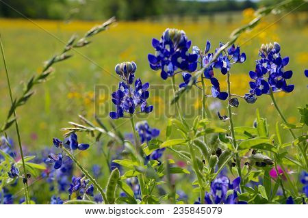 Lovely Spring Has Sprung In Brenham, Tx