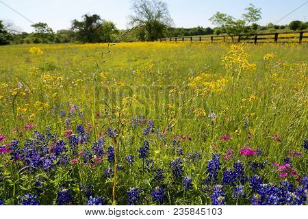 Lovely Spring Has Sprung In Brenham, Tx