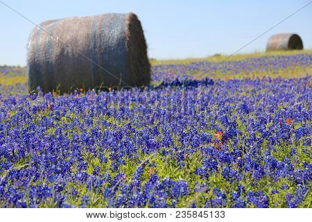 Lovely Spring Has Sprung In Brenham, Tx