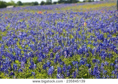 Lovely Spring Has Sprung In Brenham, Tx