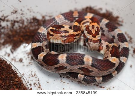 Portrait Of A Beautiful Corn Snake Very Common Pet Snake