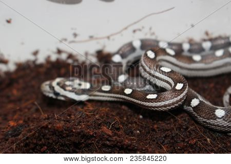 Portrait Of A Beautiful Corn Snake Very Common Pet Snake