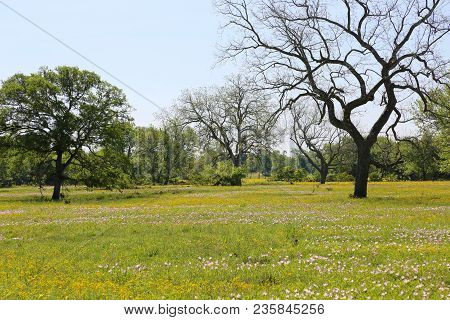 Lovely Spring Has Sprung In Brenham, Tx