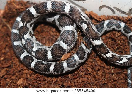 Portrait Of A Beautiful Corn Snake Very Common Pet Snake