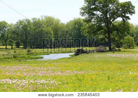 Lovely Spring Has Sprung In Brenham, Tx