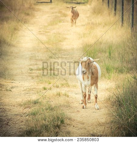 Brown And White Goat In Field At Local Farm In Washington, Usa