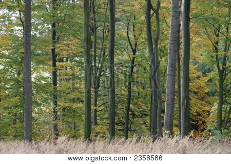 Beech Forest