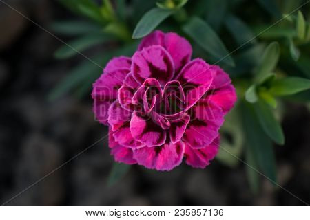 Pink Garden Flower Carnation Isoalted Top View Summe