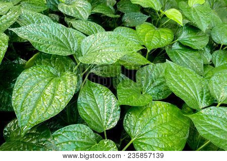 Leaves Of Piper Sarmentosum, Herb Plant Background