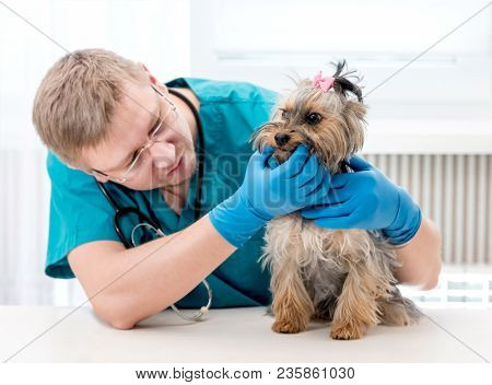 Veterinarian checking dog's teeth at clinic