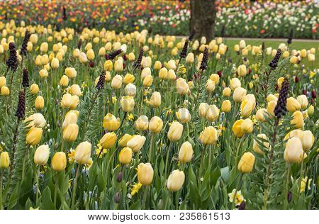 Fritillaria Persica And Yellow Tulips Flowers Blooming In A Garden