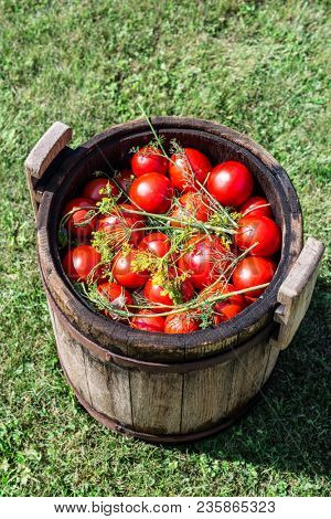 Pickled tomatoes with herbs in the wooden cask. Organic food.