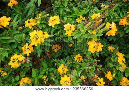 Close-up Yellow Flowers As A Background. Flora Background. Blooming Crossandra (crossandra Infundibu