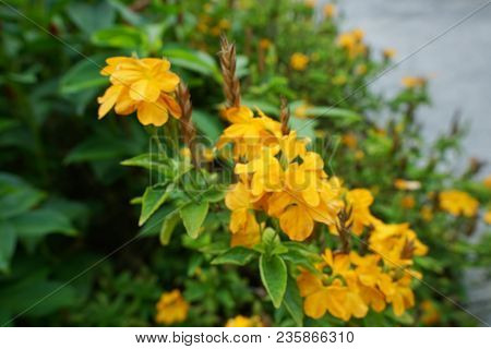 Close-up Yellow Flowers As A Background. Flora Background. Blooming Crossandra (crossandra Infundibu