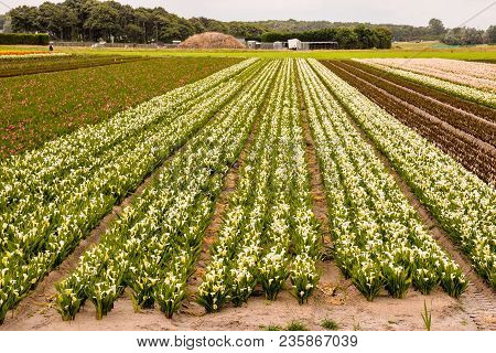 Photo Picture Of Calla Flower Colored Garden Field Cultivation