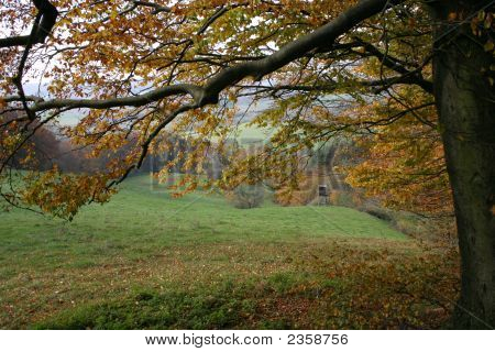 Autumn Forest