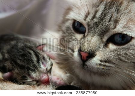 Mother cat and her newborn kitten