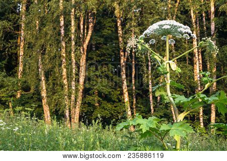 Blooming Inflorescence Of Giant Hogweed, Poisonous Weed, Outstanding By Its Aggressive Spreading, Po