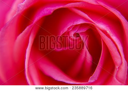 Macro Photography Beautiful Pink Rose Took In A Garden