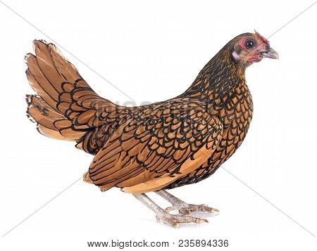 Golden Sebright Chicken In Front Of White Background