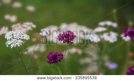 Beautiful Meadow Field With Wild Flowers. Cornflowers And Yarrow. Spring Or Summer Wildflowers Close