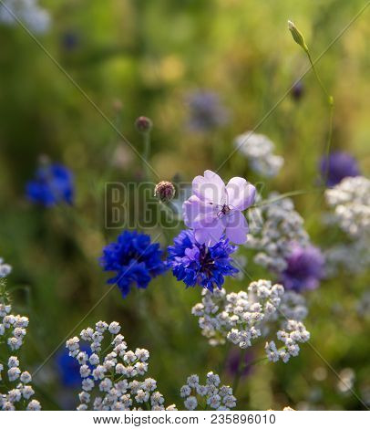 Beautiful Meadow Field With Wild Flowers. Spring Or Summer Wildflowers Closeup. Health Care Concept.