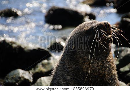 Fur Seal At Godthul