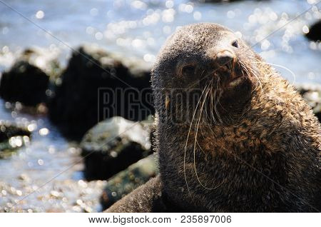 Fur Seal At Godthul