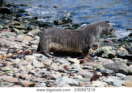 Fur Seal At Godthul