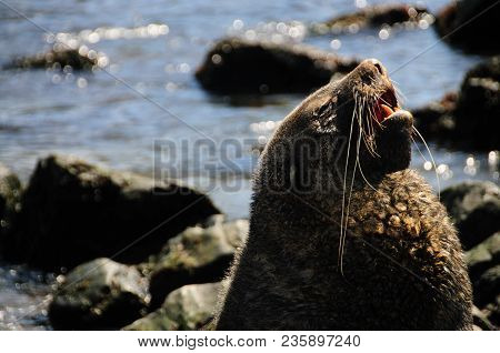 Fur Seal At Godthul