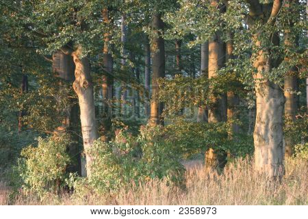 Foresta
