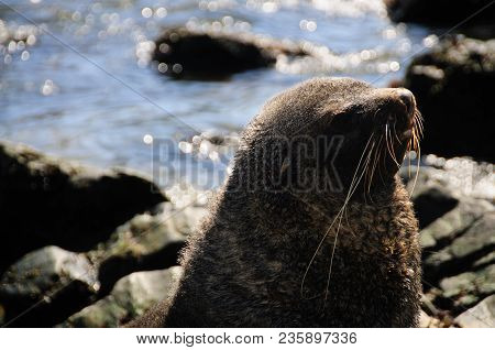 Fur Seal At Godthul