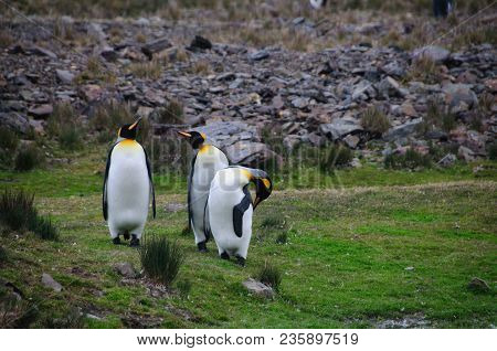 Fortuna Bay, South Georgia, Is Home To One Of The Largest King Penguin Rookeries On The Island. Here